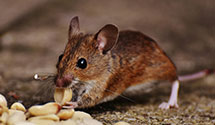 24 Hour & Emergency Exterminators in Frankford, WV